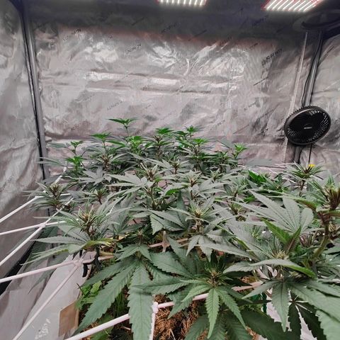 Wonkaberries  growlog timeline photo
