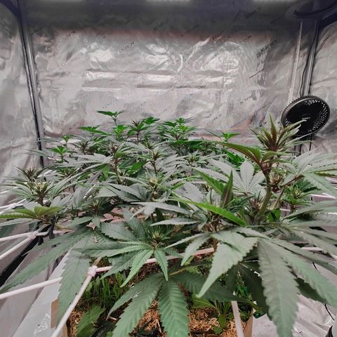 Wonkaberries  growlog timeline photo