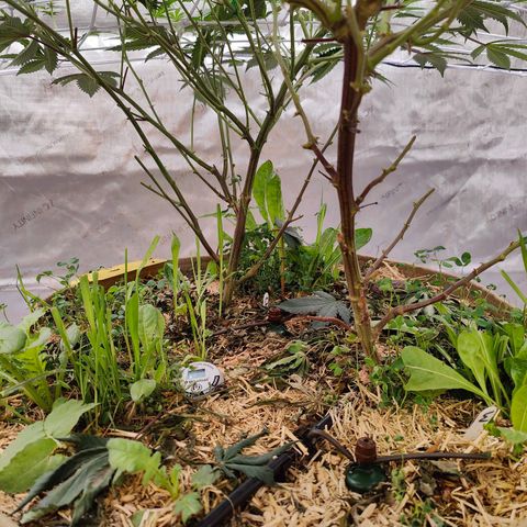 Wonkaberries  growlog timeline photo