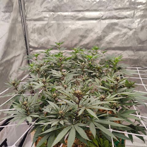 Wonkaberries  growlog timeline photo
