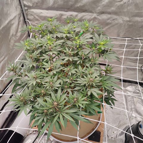 Wonkaberries  growlog timeline photo