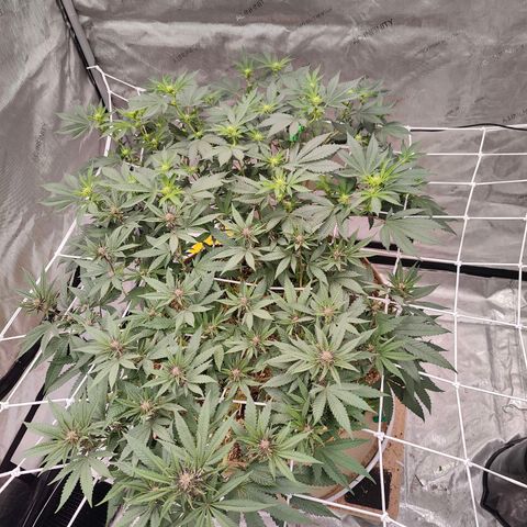Wonkaberries  growlog timeline photo
