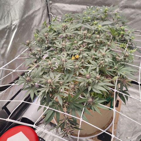 Wonkaberries  growlog timeline photo