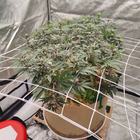 Wonkaberries  growlog timeline photo