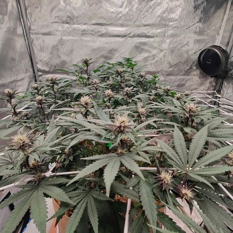 Wonkaberries  growlog timeline photo