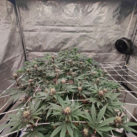Wonkaberries  growlog timeline photo