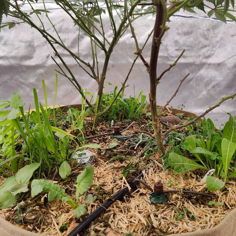 Wonkaberries  growlog timeline photo