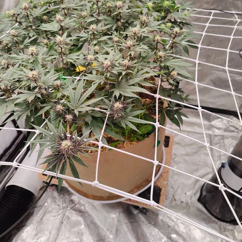 Wonkaberries  growlog timeline photo