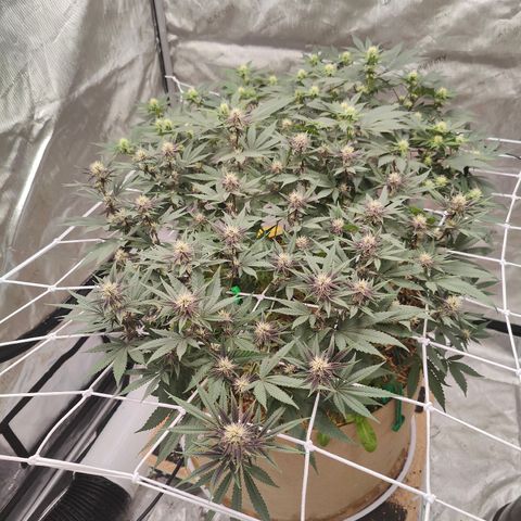 Wonkaberries  growlog timeline photo