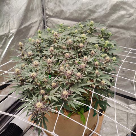 Wonkaberries  growlog timeline photo