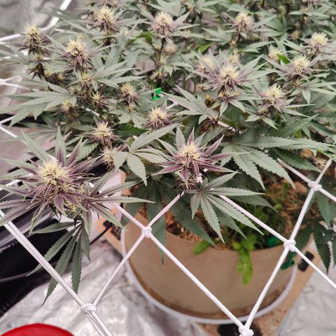 Wonkaberries  growlog timeline photo