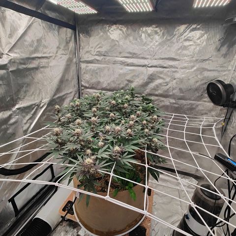 Wonkaberries  growlog timeline photo