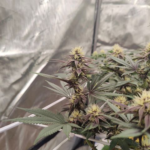 Wonkaberries  growlog timeline photo