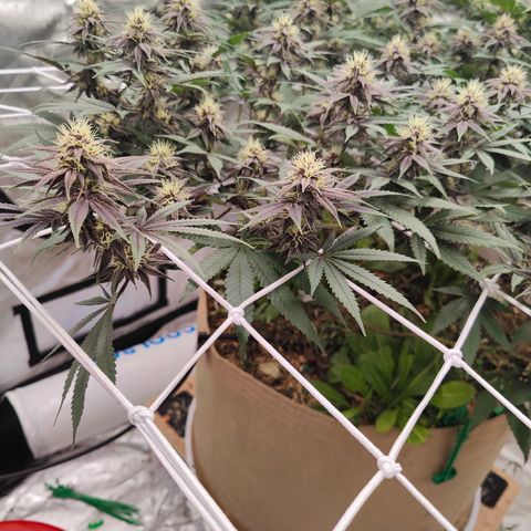 Wonkaberries  growlog timeline photo