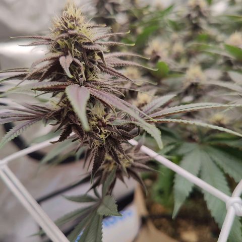 Wonkaberries  growlog timeline photo