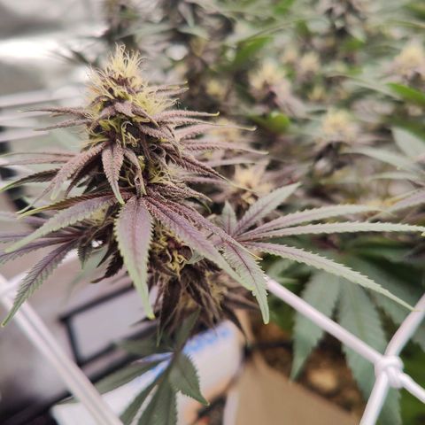 Wonkaberries  growlog timeline photo