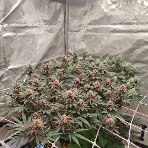 Wonkaberries  growlog timeline photo