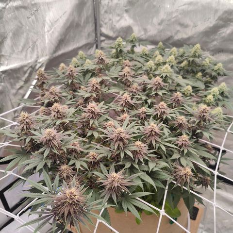 Wonkaberries  growlog timeline photo