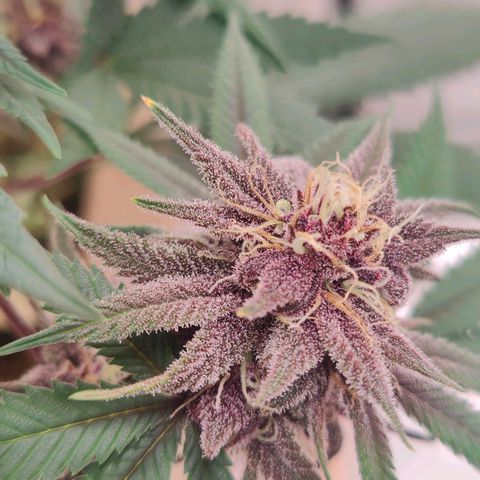 Wonkaberries  growlog timeline photo
