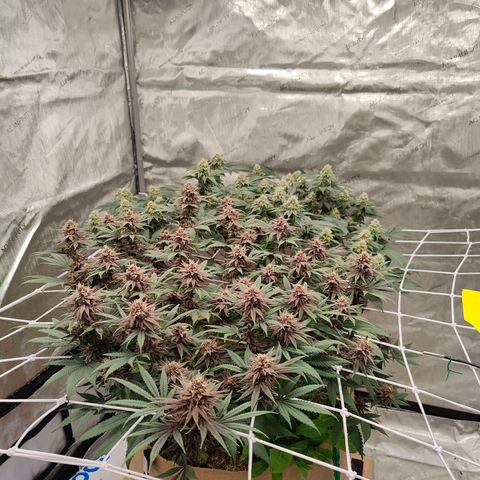 Wonkaberries  growlog timeline photo