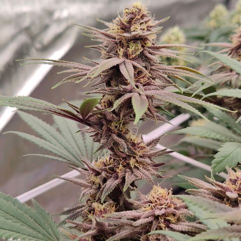 Wonkaberries  growlog timeline photo