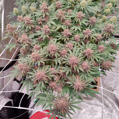 Wonkaberries  growlog timeline photo