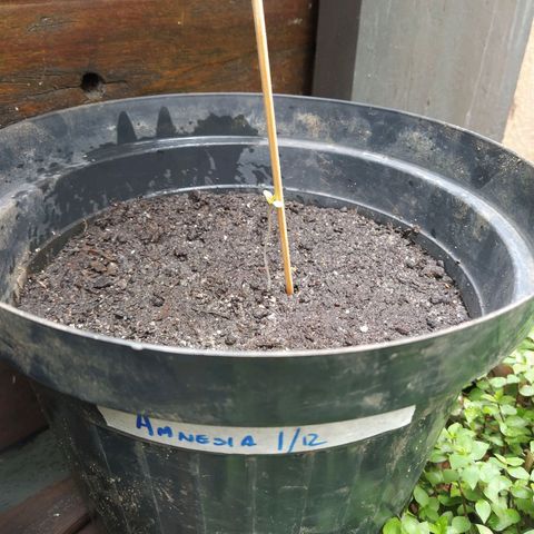 Amnesia #1 growlog timeline photo