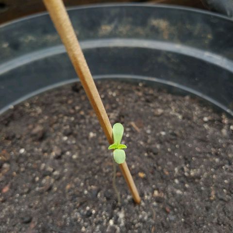 Amnesia #1 growlog timeline photo