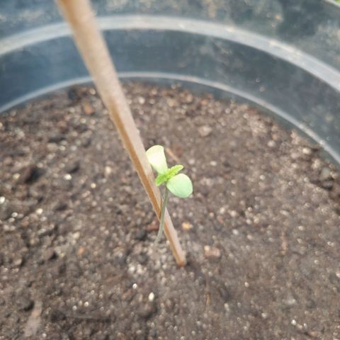 Amnesia #1 growlog timeline photo