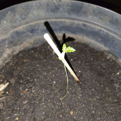 Amnesia #1 growlog photo: fraca