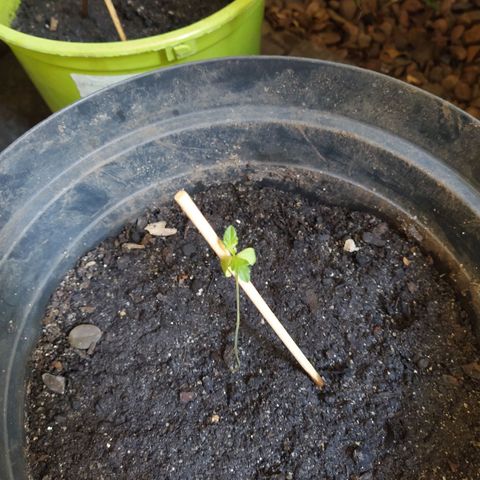 Amnesia #1 growlog timeline photo