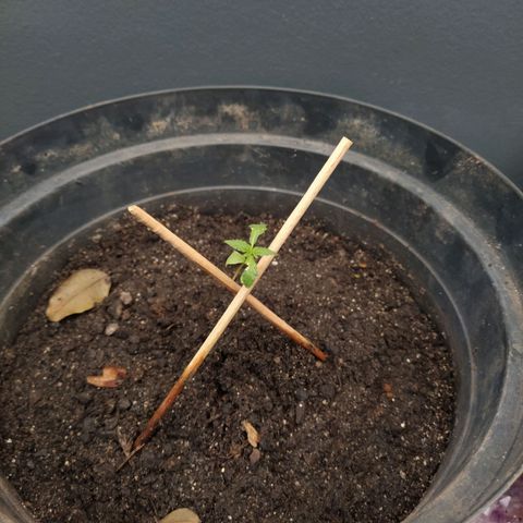 Amnesia #1 growlog timeline photo