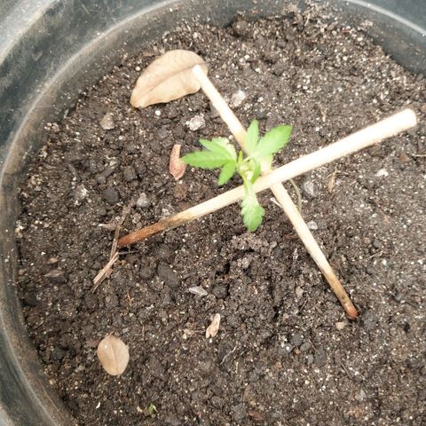 Amnesia #1 growlog timeline photo