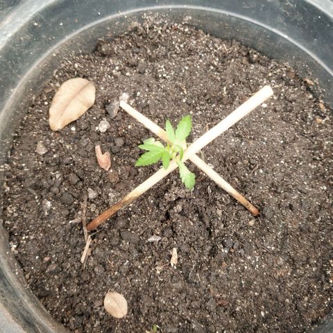 Amnesia #1 growlog timeline photo