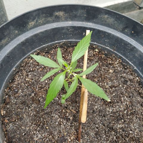 Amnesia #1 growlog timeline photo