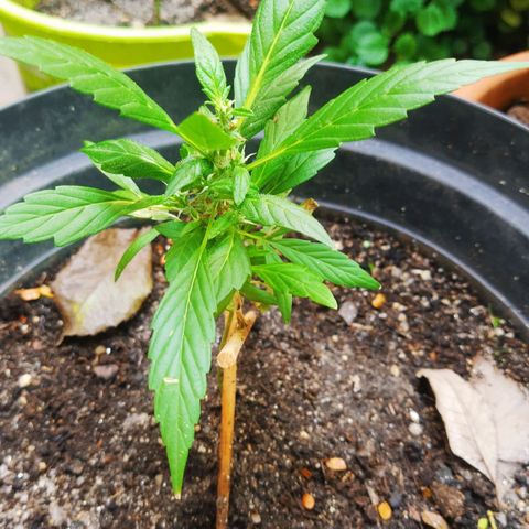Amnesia #1 growlog timeline photo