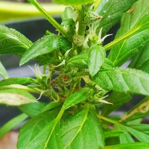 Amnesia #1 growlog timeline photo