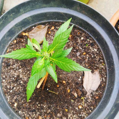 Amnesia #1 growlog timeline photo