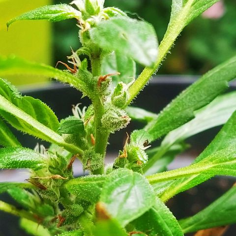 Amnesia #1 growlog timeline photo