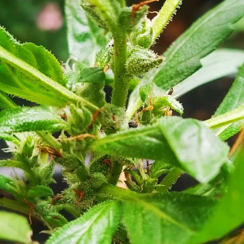 Amnesia #1 growlog timeline photo
