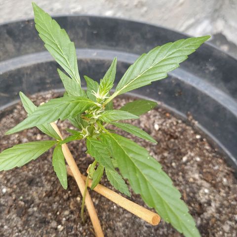 Amnesia #1 growlog timeline photo