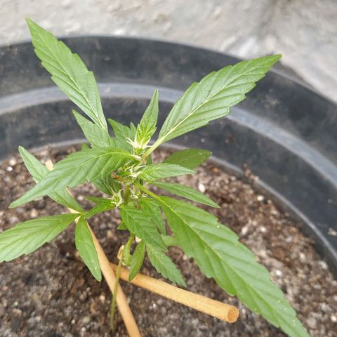 Amnesia #1 growlog timeline photo