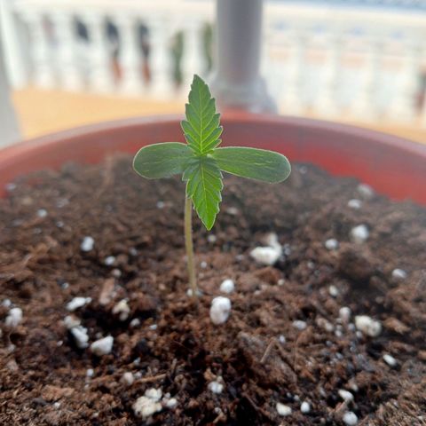 White Widow growlog timeline photo