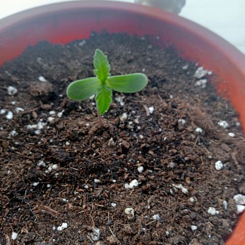 Kritikal Bilbo growlog timeline photo