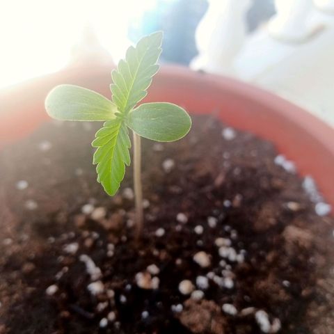 Kritikal Bilbo growlog timeline photo