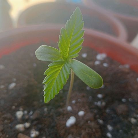 White Widow growlog timeline photo