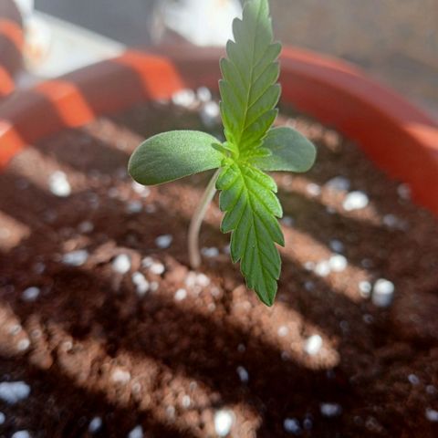 Kritikal Bilbo growlog timeline photo