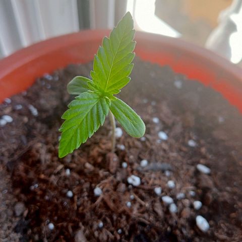 White Widow growlog timeline photo