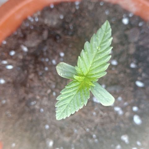 White Widow growlog timeline photo