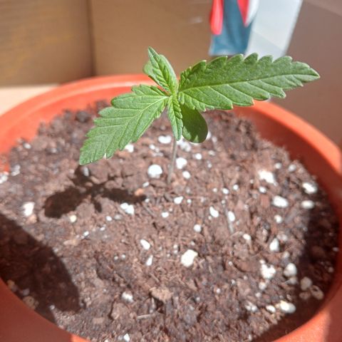 Kritikal Bilbo growlog timeline photo